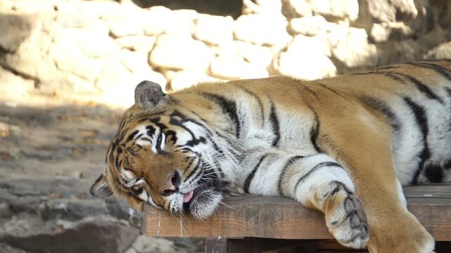 a tiger in the zoo