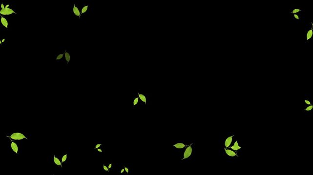 Leaves falling animation on black screen background 4k.  falling green leaves on alpha channel, 4k loopable overlay. natural green leaf falling, Green leaves are flying in slow motion.