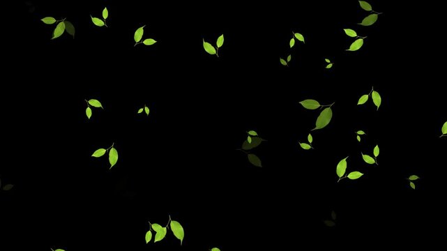 Leaves falling animation on black screen background 4k.  falling green leaves on alpha channel, 4k loopable overlay. natural green leaf falling, Green leaves are flying in slow motion.