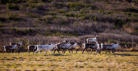 Reindeers near Nefstadstolen in Rysndalen Valley © Rolf