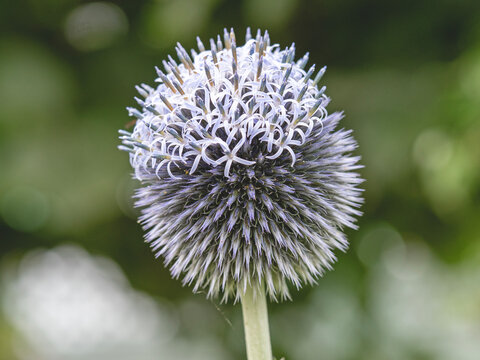 Closeup of a globe thistle flower, Echinops ritro