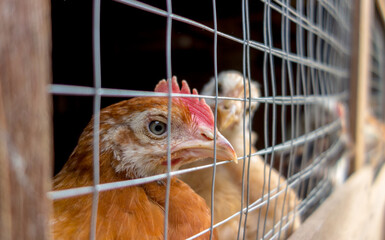 Chickens looking through wire mesh fencing in a coop or farm enclosure © Manz Russali