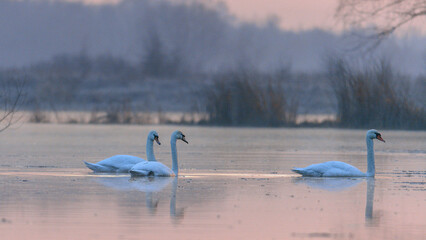 Three white swans swim gracefully on a calm lake enveloped in a soft, misty background during a peaceful sunrise © Александр Арендарь