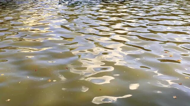 Golden Ripples Moving Slowly Across Still Water