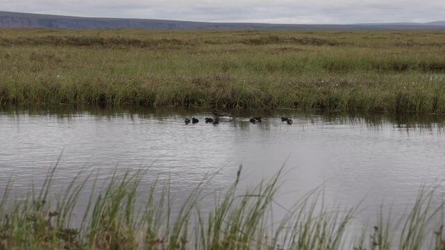 A female Long-tailed Duck with chicks. Russia, Yakutia