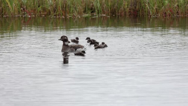A female Long-tailed Duck with chicks. Russia, Yakutia