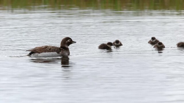 A female Long-tailed Duck with chicks. Russia, Yakutia