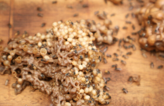 Inside a stingless bee hive showing brood cells with larvae and propolis food pots containing honey and pollen