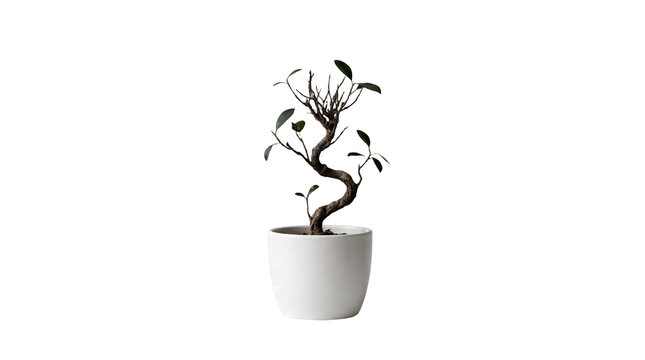 Modern White Potted Bonsai Tree, Indoor Plant Decoration, Minimalist Home Decor, Decorative Potted Plant, Bonsai Tree, Indoor Plant, Home Decor, White Pot, Plant Decoration, Minimalist Decor, Bonsai T