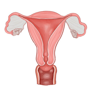 female reproductive system anatomy illustration