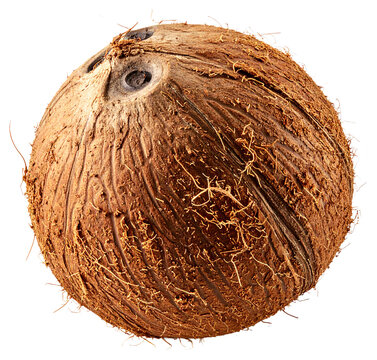 Whole Brown Coconut Fruit Isolated on White Background.