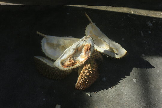 A rotten durian ndicated by the fruit turning brow shows signs of infestation by fruit borers.