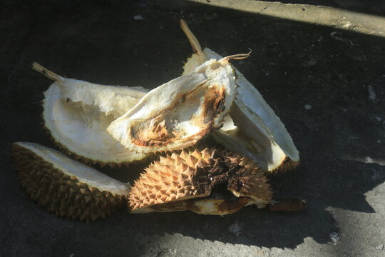 A rotten durian ndicated by the fruit turning brow shows signs of infestation by fruit borers.