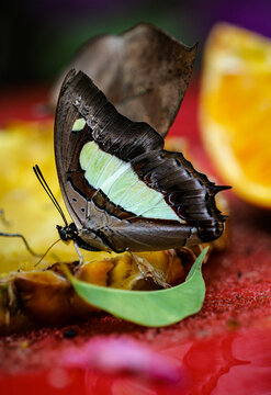 A possible close-up HD photo of a purple ringlet butterfly (Thaumantis diores) resting on fruit