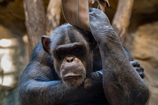 Chimpanzee gripping a hanging strap in a close-up portrait