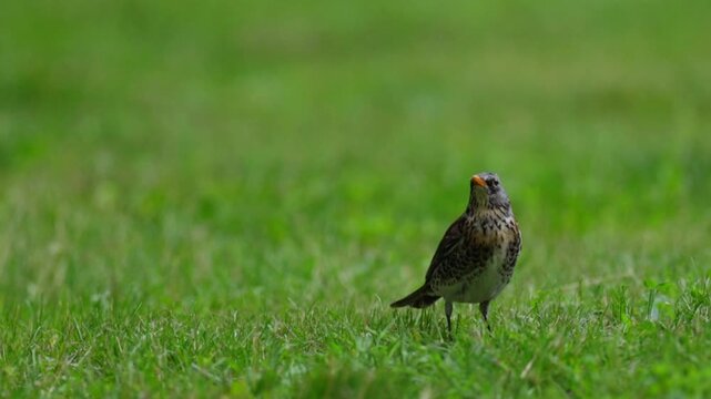 Fieldfare foraging for earthworms in green spring grass