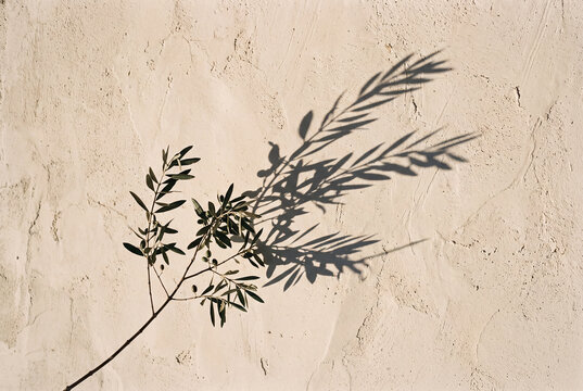 Olive tree with beautiful shadow on the wall on sunny day