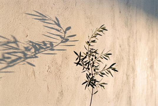 Olive tree with beautiful shadow on the wall on sunny day