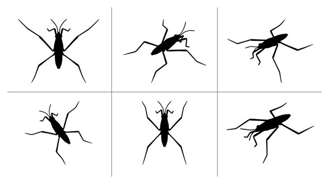 Water strider silhouettes set with insects on water surface for nature design
