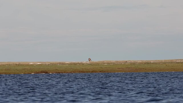 
Deer with beautiful horns stands on the banks of the river. Yakutia