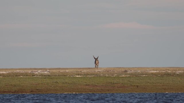 
Deer with beautiful horns stands on the banks of the river. Yakutia