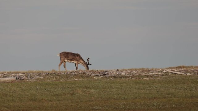 
Deer with beautiful horns stands on the banks of the river. Yakutia