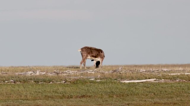 
Deer with beautiful horns stands on the banks of the river. Yakutia