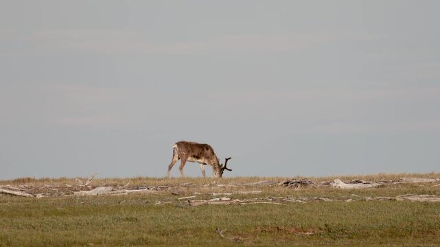 
Deer with beautiful horns stands on the banks of the river. Yakutia