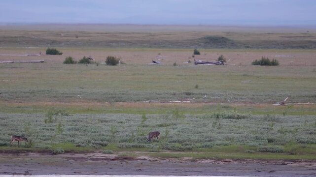 
Deer with beautiful horns stands on the banks of the river. Yakutia