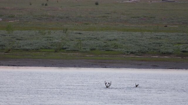 
Two deer with beautiful antlers are swimming across a river. Yakutia.