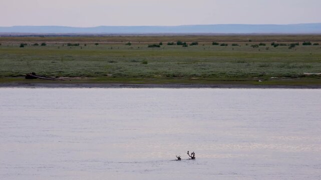 
Two deer with beautiful antlers are swimming across a river. Yakutia.