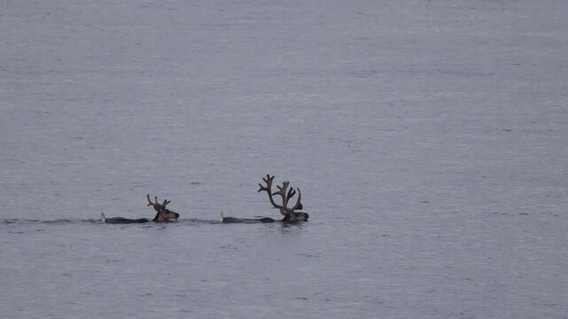 
Two deer with beautiful antlers are swimming across a river. Yakutia.