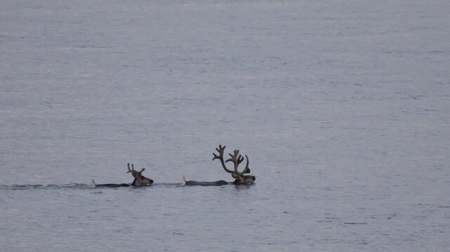 
Two deer with beautiful antlers are swimming across a river. Yakutia.