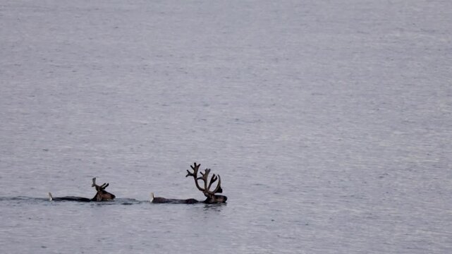 
Two deer with beautiful antlers are swimming across a river. Yakutia.
