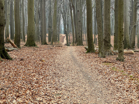 Segiet Reserve near Bytom in Silesia, Poland. An old deciduous forest&mdash;predominantly beech&mdash;in March, before the start of the growing season. Tree trunks and fallen, withered leaves cover the ground