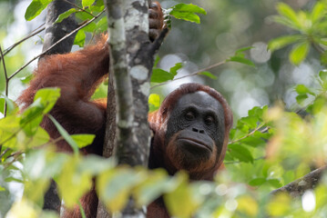 Orangutan Climbing a Tree in the Tropical Rainforest of Borneo, Malaysia © DiscoverByShutter