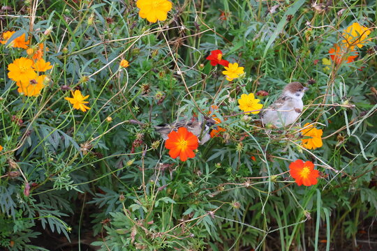 Two sparrows wandering into a cosmos field