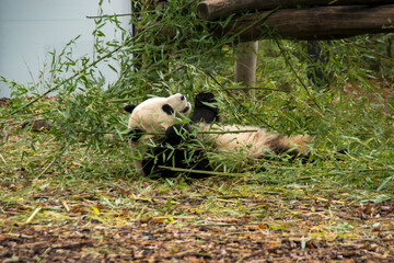 panda bear © darksideofpink