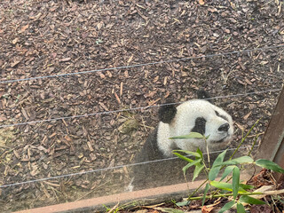 panda bear © darksideofpink