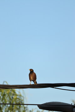 A common myna bird perches on electric cables with its beak open
