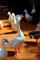 A flock of white domestic geese and ducks stand and walk on red dirt © Noa Badel