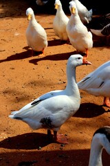 A group of white domestic geese and ducks stand on red dirt ground © Noa Badel