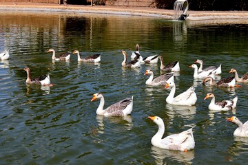 A large flock of white and gray geese swim together in a calm pond © Noa Badel