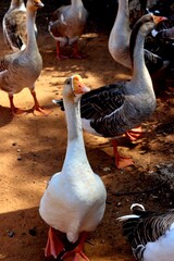 A flock of domestic geese with white and gray plumage stand on dirt © Noa Badel