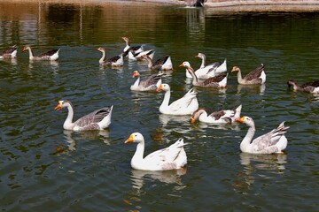 A large flock of white and gray geese swim together on a calm green © Noa Badel