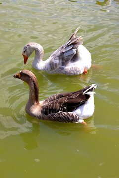 Two geese swim together on calm green water one white and gray