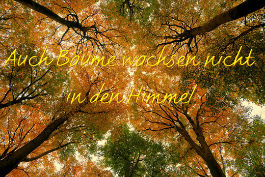 Baumkronen