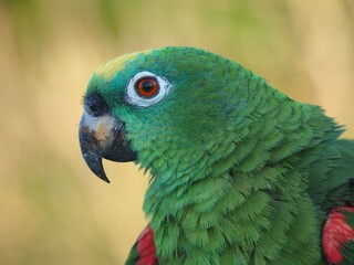 Close up profile portrait of vibrant green amazon parrot with detailed feather texture yellow crown and bright orange eye in natural outdoor setting © Ali