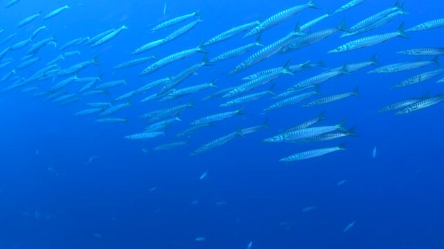 Yellowmouth Barracuda School Swimming Through Clear Blue Ocean Water