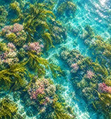 Fototapeta premium Aerial View of a Vibrant Tropical Coral Reef in Crystal Clear Turquoise Water